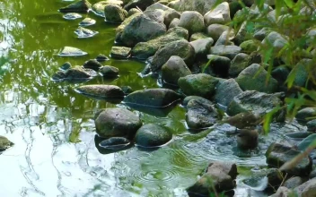 Stock Video Little Birds Bathe In The Stream Of A Park Animated Wallpaper