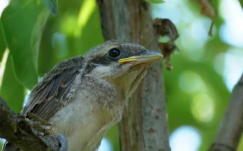 Stock Video Little Bird Sitting On A Tree Branch Animated Wallpaper