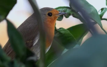 Stock Video Little Bird On A Tree Branch Animated Wallpaper