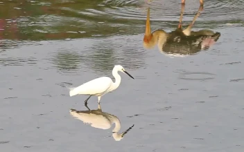 Stock Video Little Bird Fishing In Shallow Water Animated Wallpaper