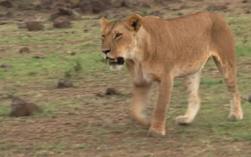 Stock Video Lioness Walking On The Savanna Animated Wallpaper