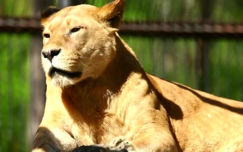 Stock Video Lioness Taking A Sun Bath Animated Wallpaper