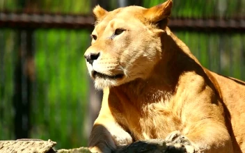 Stock Video Lioness Resting In The Sun Animated Wallpaper