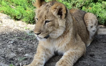 Stock Video Lioness Resting In The Shade Animated Wallpaper