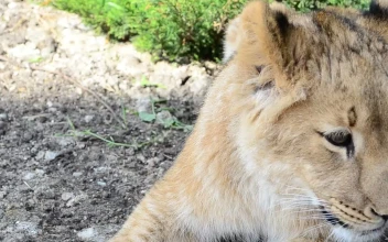 Stock Video Lioness Laying In The Shade Animated Wallpaper