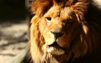 Stock Video Lion Head Portrait In The Sun Animated Wallpaper