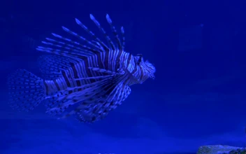 Stock Video Lion Fish Swimming In Blue Water Animated Wallpaper