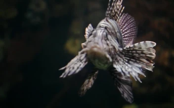 Stock Video Lion Fish In A Tank Animated Wallpaper