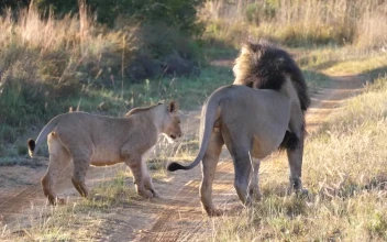 Stock Video Lion Couple In The Middle Of The Road Animated Wallpaper