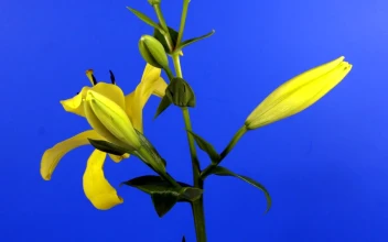Stock Video Lilies Flowers On Its Stem Slowly Opening Animated Wallpaper