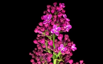 Stock Video Lilacs Opening Their Petals On A Dark Background Animated Wallpaper