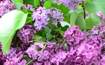 Stock Video Lilac Plants Growing In A Garden Animated Wallpaper