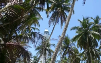 Stock Video Lighthouse Behind The Palm Trees Animated Wallpaper