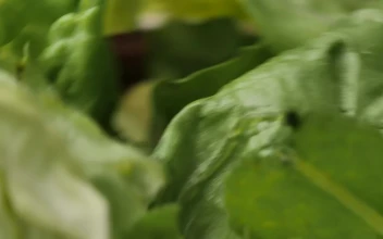 Stock Video Lettuce Salad Spinning In A Very Close Shot Animated Wallpaper