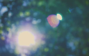 Stock Video Lens Flares From The Sun Through The Out Of Focus Trees Animated Wallpaper