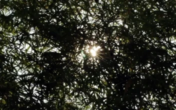 Stock Video Lens Flare Through The Trees Animated Wallpaper