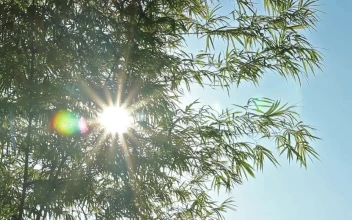 Stock Video Lens Flare Against The Sun Animated Wallpaper