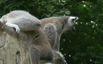 Stock Video Lemurs Sitting On A Trunk In The Jungle Animated Wallpaper