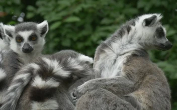 Stock Video Lemur Family Outdoors In Nature Animated Wallpaper