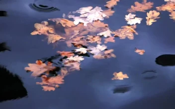 Stock Video Leaves Floating In The Water Animated Wallpaper