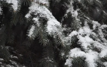 Stock Video Leaves Covered In Soft Snow Animated Wallpaper