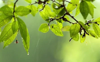 Stock Video Leaves During A Downpour Animated Wallpaper