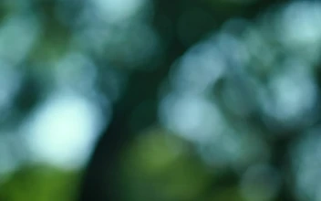 Stock Video Leaves Branches And The Blue Sky In An Out Of Animated Wallpaper