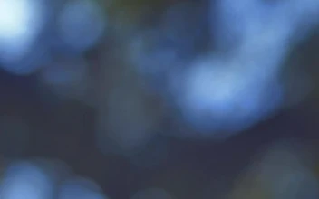 Stock Video Leaves And Branches Of A Tree Blurred By The Lens Animated Wallpaper