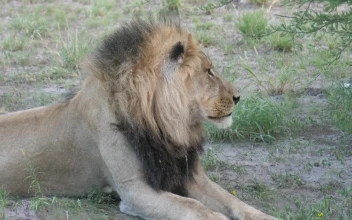 Stock Video Lazy Male Lion Yawning Animated Wallpaper