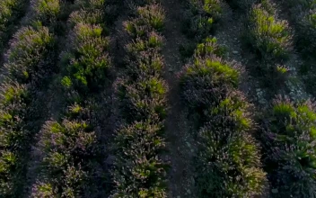 Stock Video Lavender Plants In A Field Animated Wallpaper