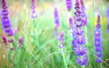 Stock Video Lavender In The Field Close Up Animated Wallpaper