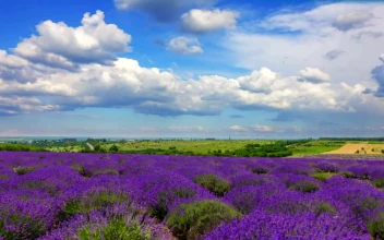 Stock Video Lavender Field Landscape Animated Wallpaper