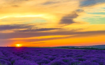 Stock Video Lavender Field In An Orange Sunset Animated Wallpaper