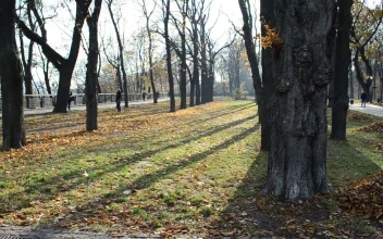 Stock Video Last Leaves On Autumn Trees Animated Wallpaper