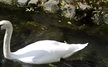 Stock Video Large Swan Swimming In A Lake Smal Animated Wallpaper