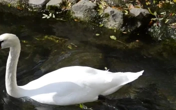 Stock Video Large Swan Swimming In A Lake Animated Wallpaper