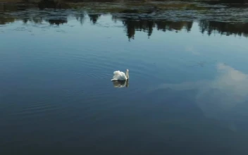 Stock Video Large Swan In Calm Water Animated Wallpaper