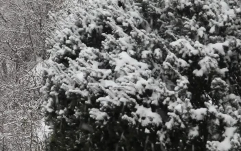 Stock Video Large Snowflakes Falling Animated Wallpaper