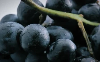 Stock Video Large Purple Grapes With A Close Focus Smal Animated Wallpaper