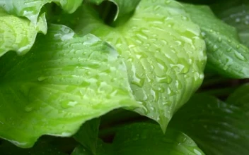 Stock Video Large Green Plant Leaves In The Rain Smal Animated Wallpaper