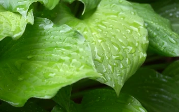 Stock Video Large Green Plant Leaves In The Rain Animated Wallpaper