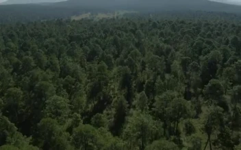 Stock Video Large Forest Of Abundant Trees From Above Smal Animated Wallpaper