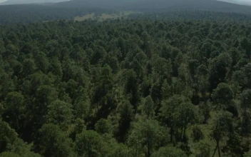 Stock Video Large Forest Of Abundant Trees From Above Animated Wallpaper