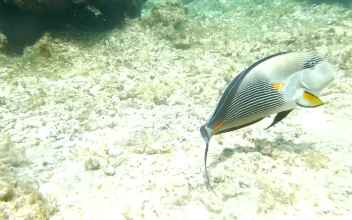 Stock Video Large Fish Swimming Over A Reef Animated Wallpaper