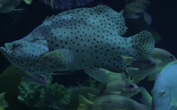 Stock Video Large Fish In An Aquarium Animated Wallpaper