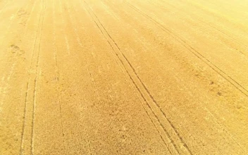 Stock Video Large Field Of Wheat Animated Wallpaper