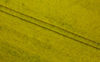 Stock Video Large Crop Field Smal Animated Wallpaper