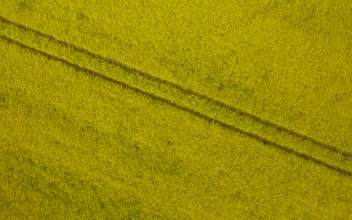Stock Video Large Crop Field Animated Wallpaper