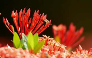Stock Video Large Bees On A Red Plant Smal Animated Wallpaper