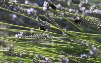 Stock Video Large Bees On A Lavender Plant Smal Animated Wallpaper